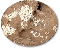 Ants nest